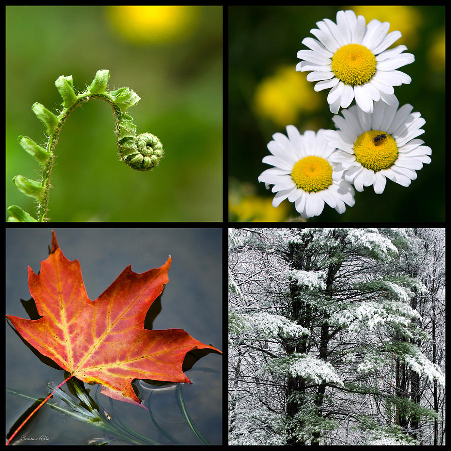 four-seasons-nature-square-christina-rollo