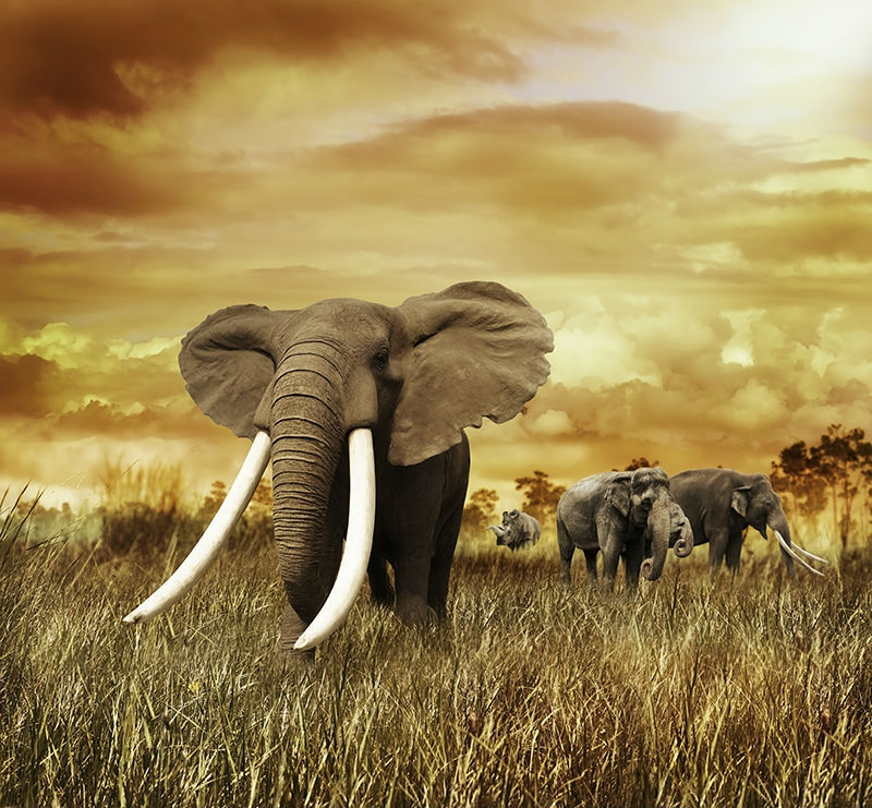 Large-African-elephant-grassland-font-b-animal-b-font-mural-wallpaper-font-b-background-b-font