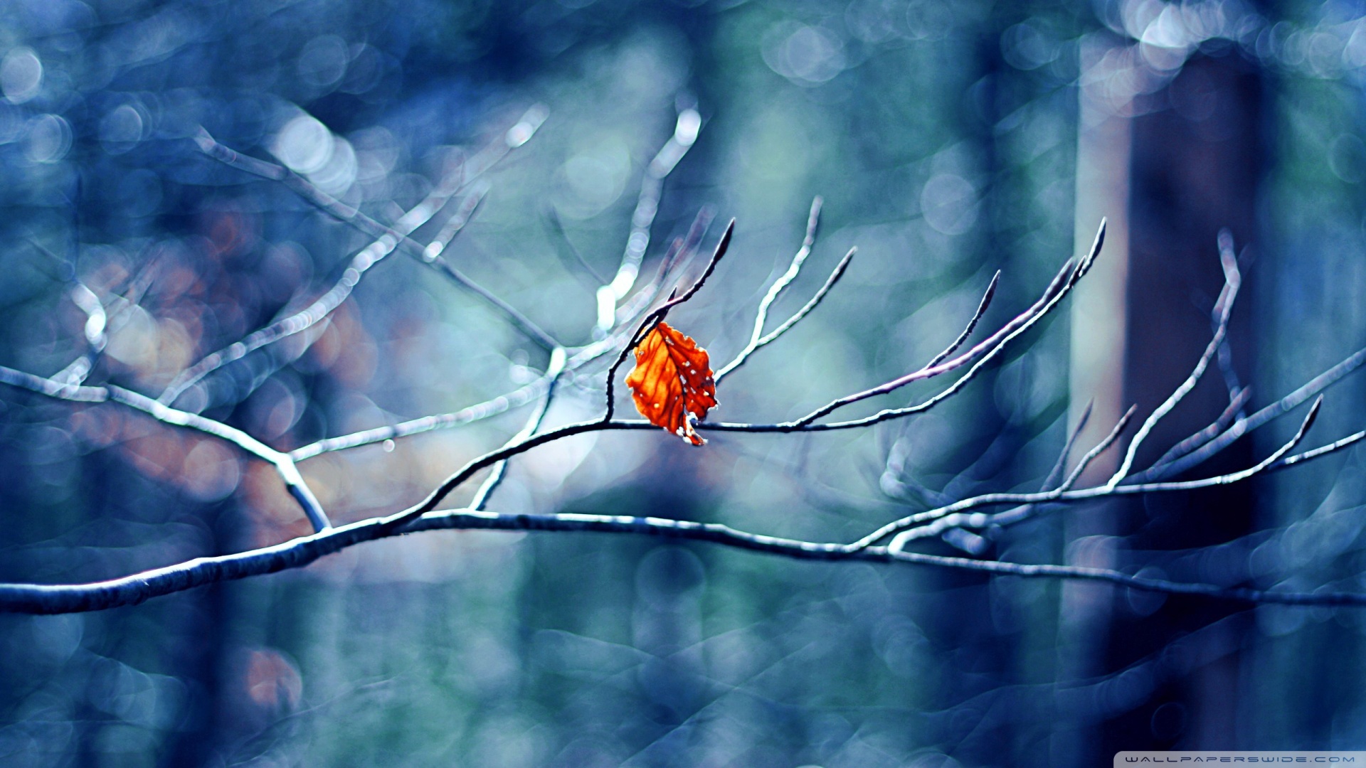 before_winter_begins-wallpaper-1920x1080