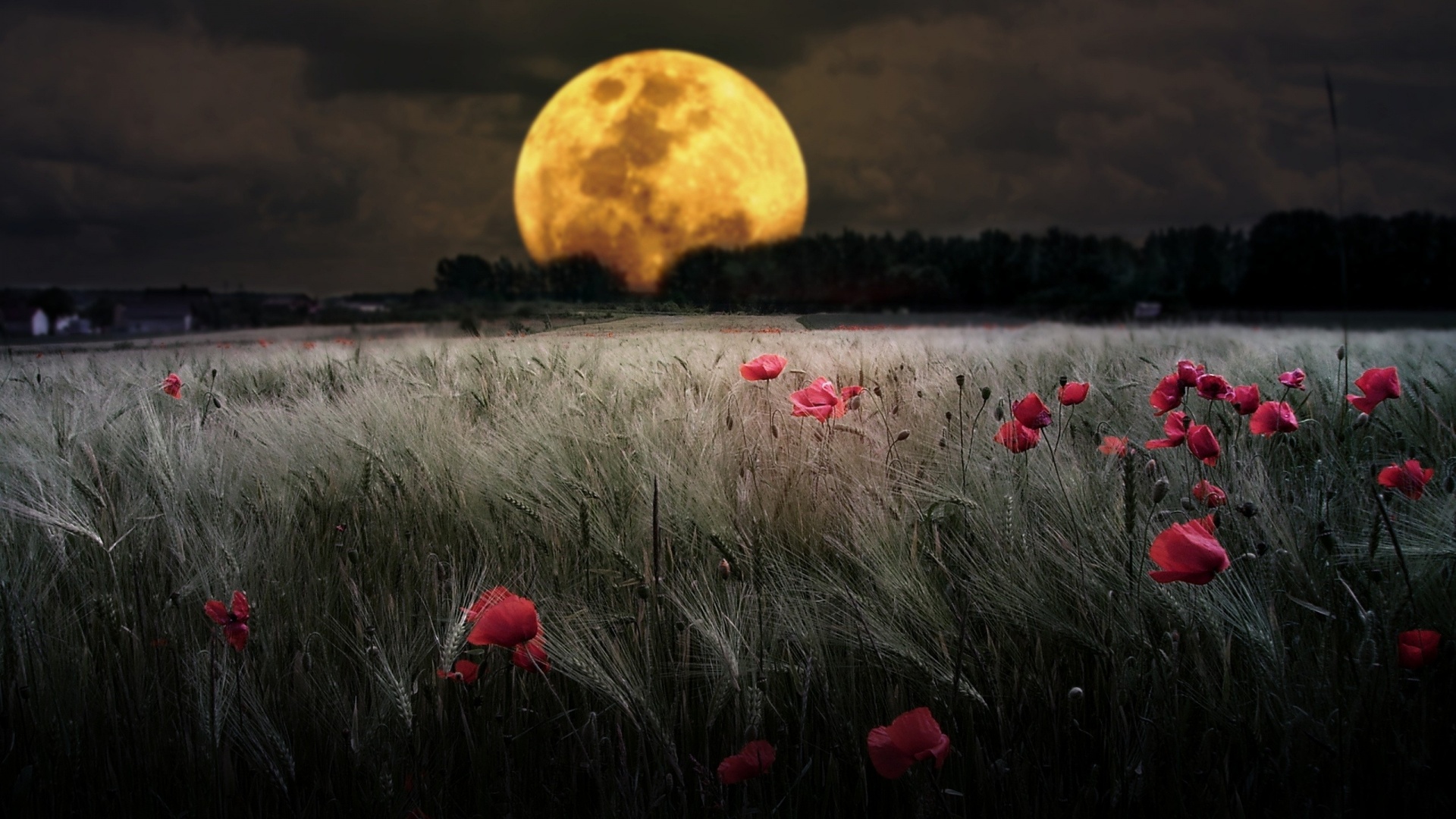 ws_Dark_Night_Moon_Poppy_Field_1920x1080