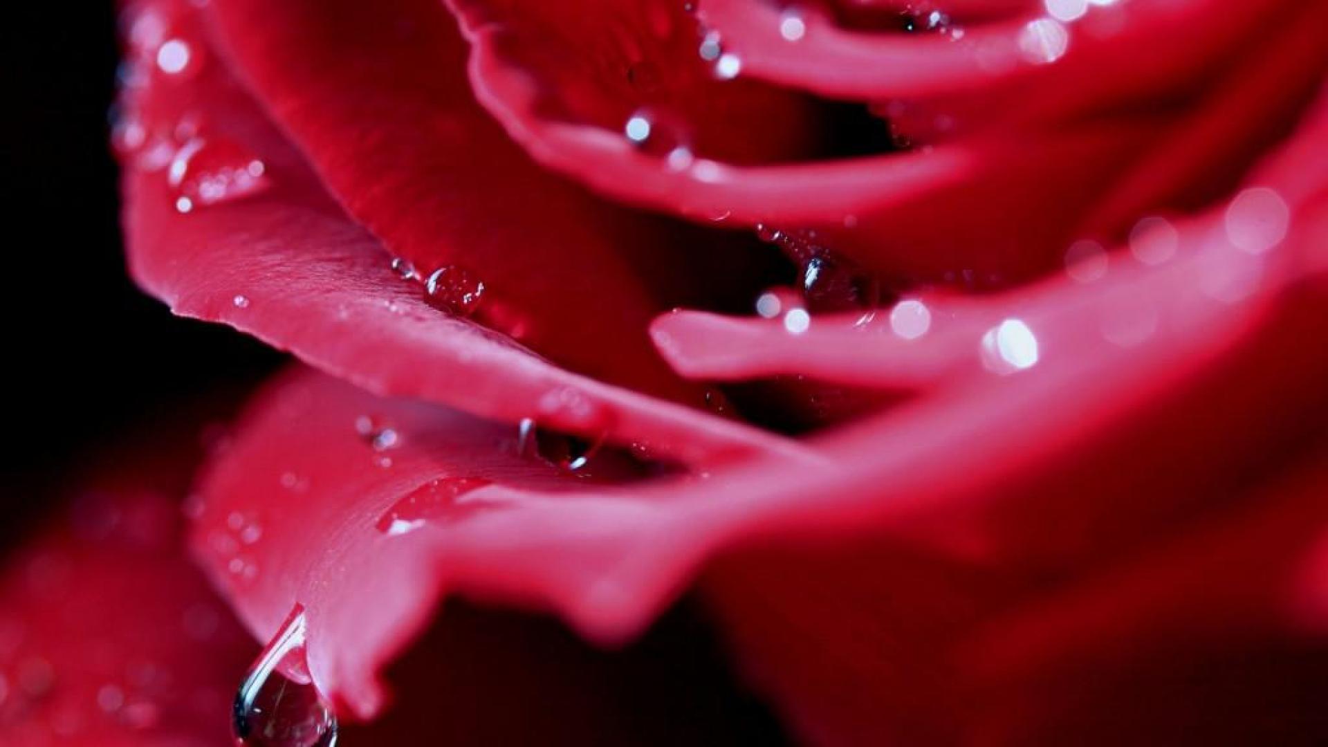 1920x1080_hot_pink_rose-1498183