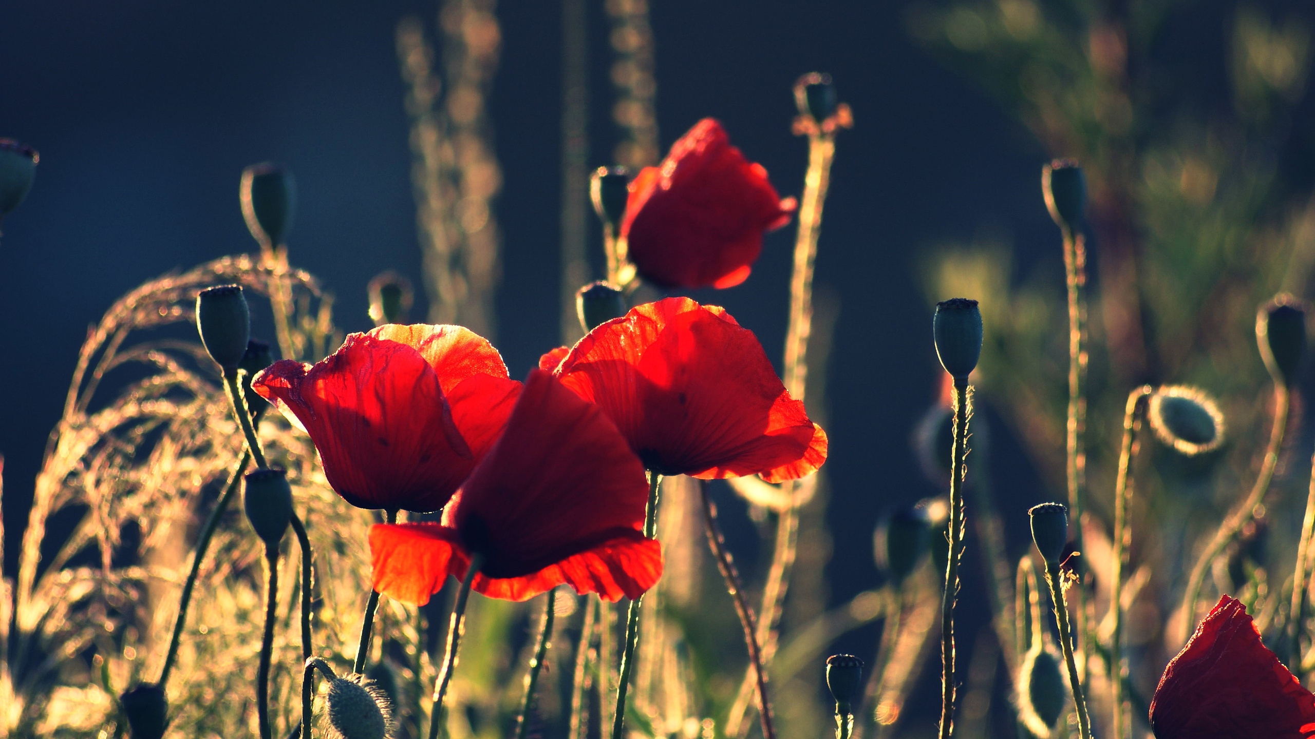 poppies_boxes_night_summer_20988_2560x1440