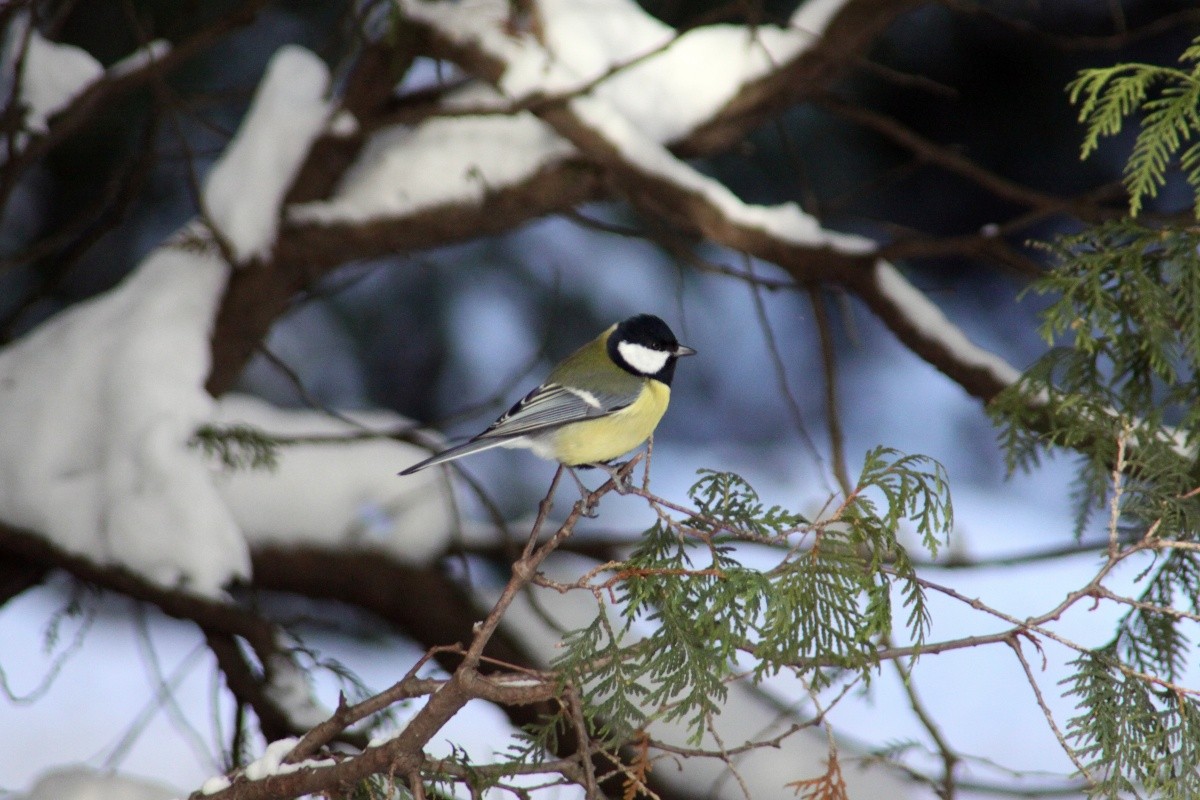 birds-chickadee-bird-tree-feathers-people-afraid-desktop-background-images