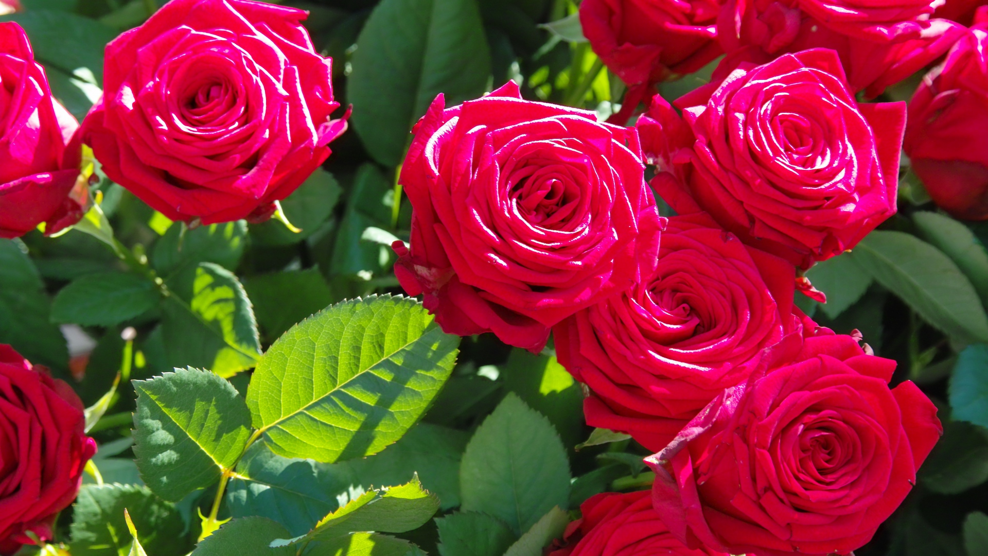 rose_flowers_buds_petals_branches_106614_1920x1080