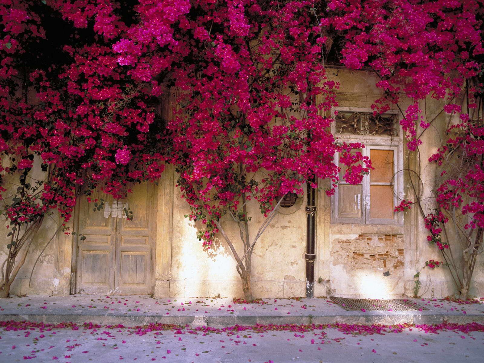 hot-pink-flower-trees-in-front-of-an-old-house-1600x1200-wide-wallpapers-net