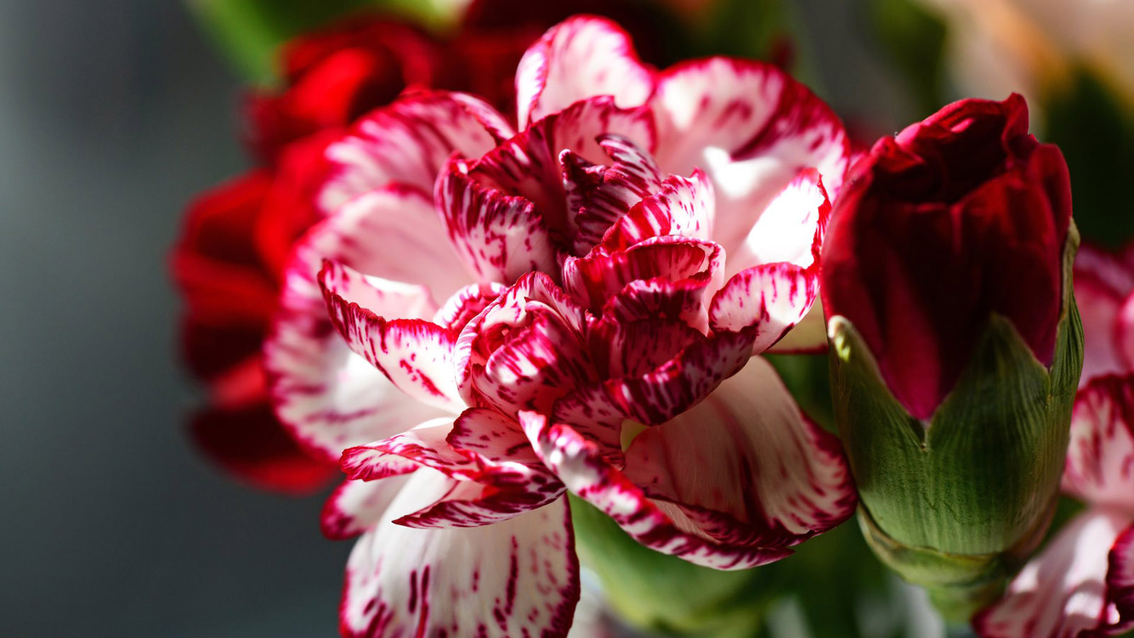 carnations-flowers-hd-wallpaper-3